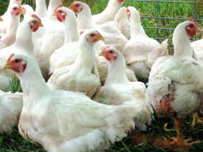 Premium broiler chicken